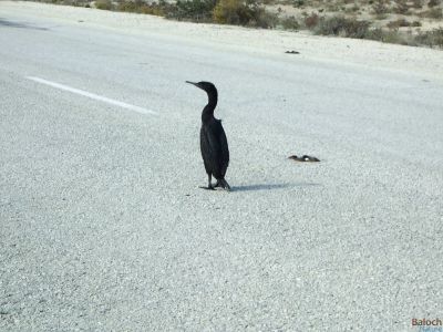 Cormorant
Kambo
کامبو
کامبو دریاہی مُرگ ء - آ مدام  دریا و گورمانی کش و گوراں گندگ بیت - کامبو سیاہ رنگیں مُرگ ء بٹ ء ذاتیں ، بلے سُنٹ ء بارگ  انت - بلوچستان ء زر ء ماہیگ او کوراں چہ کورماہیگ و پُگل گیپت و نک جنت - انچو گوشنت کہ وھدے کامبو یک جاہے چہ دومی جاہ ء سپر کنت گڈا وتی پشکپتگیں ناتوانیں ہمراہاں ساری کنت و آ دگہ آہانی پشت ء کتار ء بال بنت تنکہ وتی ہمراہاں گوں سلامتی منزل ء سر بہ بنت

