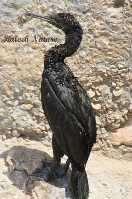 Cormorant
Kambo
کامبو
کامبو دریاہی مُرگ ء - آ مدام دریا و گورمانی کش و گوراں گندگ بیت - کامبو سیاہ رنگیں مُرگ ء بٹ ء ذاتیں ، بلے سُنٹ ء بارگ انت - بلوچستان ء زر ء ماہیگ او کوراں چہ کورماہیگ و پُگل گیپت و نک جنت - انچو گوشنت کہ وھدے کامبو یک جاہے چہ دومی جاہ ء سپر کنت گڈا وتی پشکپتگیں ناتوانیں ہمراہاں ساری کنت و آ دگہ آہانی پشت ء کتار ء بال بنت تنکہ وتی ہمراہاں گوں سلامتی منزل ء سر بہ بنت
