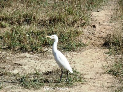 White Heron
اسپیتیں کنگ
Espetin Kang
اے اسپیتیں کنگ دریائی مرگ ءِ مدام دریائے تلگیں ءُ لچ ءُ مینیں جاگہاں شکار کنت ۔ بلے اے چہ دریاءَ چہ رند پس، ھر، ھُشتر ،گامیش ءُ گوکانی واڈاں ہم گردیت ۔ اے گیشتر ہمے ساہدارانی کش ءُ گواراں گرد ایت ، زاھر انت چراھاں چہ وراک کش ات۔ 
