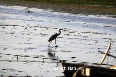 Grey Heron Crane
کنگ سیاہیں
Seyahin kang
کنگ یک ٹوہیں بالی مرُگ ءِ کہ گیشتر ماں کوری گورماں ءُ تیاب دپی تلگیں آپاں گرد ایت گرُ ماھیگ ءُ پُگل گیپت نک جنت ۔ کنگ باز زات انت کسانیں سیاہ ءُ اسپیتیں کنگ بلوچستان ءِ بیت ۔ 
