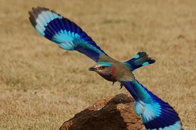 Indian Rollar
کانگاشک
Kangaashk
کانگاشک یک ڈولداریں بالی مُرگ ءِ ۔ اے مُرگ شہر ءُ بازار جنگل ءُ میداناں گندگ بیت ۔ بلوچستان اے مرُگ گیشتر دریابار ءُ مچکدگ ءَ گندگ بیت ، بلے وھدے کہ آمین بیت گُڈا کانگاشک مچکگدگ ءَ پہ دواہی ہم نہ گواہیت ۔ پرچا کہ چُک ءُ برے وھدا مچکدگ ءُ شہراں یل کنت ءُ کوہاں روت ۔ کوہ پہ چُک ءُ برا ایمن تر انت ۔ آمین ءَ رند گوں وتی چُک ءُ چلانگاں پدا مچکدگ ءُ شہراں کئیت
