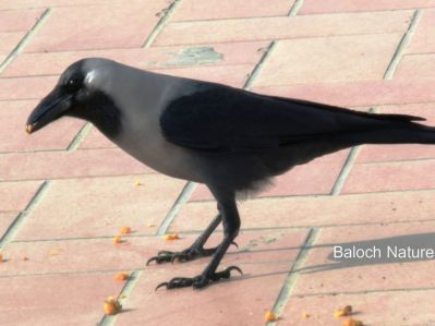 House Crow 
کانگی
Kangi
کانگی گراگ ءِ زاتیں بالی مُرگ ءِ بلے اے گراگ ءَ ہما دیم انت ، کانگی بلوچستان ءِ مُرگ نہ انت بلے اے ھندے مُرگ انت ، او گوشنت کہ اے مہاجرانی نشانی انت ، ہرجا مہاجر روانت اے مُرگ ءِ گون انت ۔ اے یک سللیں مُرگ ءِ کہ دگہ مُرگاں وتی ھند ءَ نیلیت ، آہانی ھیکاں وارت آہاں مجبور کنت کہ جاہ ءَیل بدی انت ، وھدے گودارے زمین مہاجراں بہا زُرت انت انچو گوادرا ءَ اے مُرگانی آھگ بندات بوت مرچی گودر ءَ ترا دگہ ھچ مُرگ دست نہ کپیت۔ درست تاچینتگ انت ۔ انچو کہ کراچی ءَ سندھی ءُ بلوچ، ممکن انت کہ گوادر ہم ھنچوش بہ بیت ۔ بلے ھُدا مکنت۔ 


