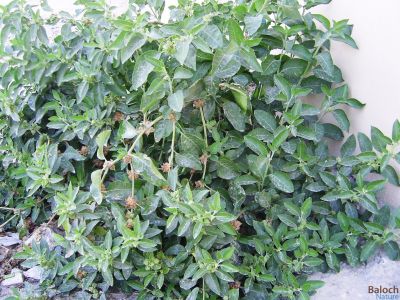 Withania sommnifera {Ashwagandha}
Kankaink
کانکینک
کانکینک کسانیں درچک ء کہ گیشتر ٹوہیں درچکانی نوان ء رودیت - پٹکیں درچکے سوب ء وتارا داشت نہ کنت چمیشکا وتارا زندگ دارگ ء واستا مجبور انت کہ بلاھیں درچکانی ساھگ اُو نوان ء برودیت - کانکینک گونڈیں اُو گردین تاک پرکنت سُہرُکیں دانگ پر کنت جنگُل ، پنکلگ ، بُلبُل ھر وھدا کانکینک ء پانگ انت اُو دانگاں ء ورنت - وھدے زمانگا کانکینک ء دار زُرتگ اُو تلک ء واستا کُبلُک جُوڈ کتگ مُرگ شکار کتگ - ھند ء کانکینک دوا اُو درمان جوڈ کن انت
