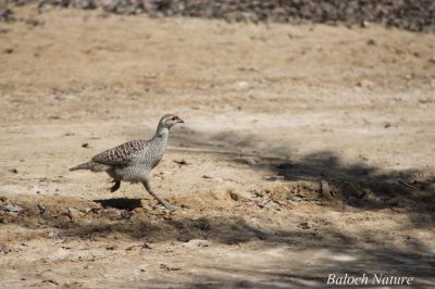 Grey Francolin
کپینجر
Kapinjar
کپینجر ادا تچگان انت ۔ 
