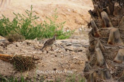 Grey Francolin
کپینجر
Kapinjar
 کپنجر بلوچستان ءِ لدانی زیمُر انت - کپنجرے آواز بُرز انت - بالی مُرگانی توکا گیشتر کپنجرا وتی لوگا دارنت چیا کہ کپنجر زوت رامگ بیت - اے یک وفاداریں مرگے وتی واھندا یل نہ کنت - بلوچستان ء وڈ، بل، چاب او لد کپنجرے تروتاب ء جاہ انت - ۔
