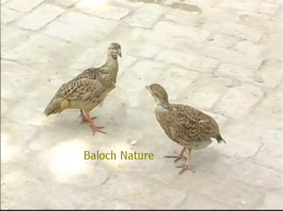 Grey Francolin
Kapinjar
کپنجر
کپنجر بلوچستان ء لدانی زیمُر انت - کپنجرے آواز بُرز انت - بالی مُرگانی توکا گیشتر کپنجرا وتی لوگا دارنت چیا کہ کپنجر زوت رامگ بیت - اے یک وفاداریں مرگے وتی واھندا یل نہ کنت - بلوچستان ء وڈ، بل، چاب او لد کپنجرے تروتاب ء جاہ انت - ۔
