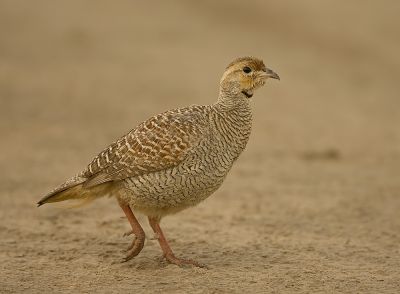 ۔Grey Francolin
Kapinjar
کپینجر


کپنجر بلوچستان ء لدانی زیمُر انت - کپنجرے آواز بُرز انت - بالی مُرگانی توکا گیشتر کپنجرا وتی لوگا دارنت چیا کہ کپنجر زوت رامگ بیت - اے یک وفاداریں مرگے وتی واھندا یل نہ کنت - بلوچستان ء وڈ، بل، چاب او لد کپنجرے تروتاب ء جاہ انت - ۔

