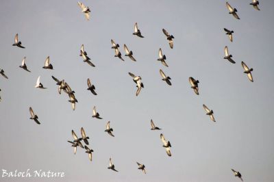 Pigeon
کپودر
Kapodar
کپودر یک زمانگے باز قدر و قیمت بوتگ - کہ کپودر پہ کاسد یا پیگام رسانی واستہ کارمرز کتگ - تنی وھدی کپودرے سے سد نسل است - مرچان کپودرے بالانی شرت بند انت - کپودر انسان دوستیں بالی مُرگے گیشتر شہر او بازاراں لوگ او جاگہ کنت - اے کپودرے ڈولدار تریں زات ات - او رنگ ء ہم وش انت - سیاہ رنگیں کپودر گیشتر وھشی بیت کہ بلوچ آیا چاہی کپودر گوشنت -۔
