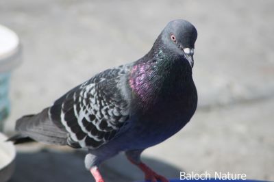 Pigeon
Kapodar
کپودر
کپودر یک زمانگے باز قدر و قیمت بوتگ - کہ کپودر پہ کاسد یا پیگام رسانی واستہ کارمرز کتگ - تنی وھدی کپودرے سے سد نسل است - مرچان کپودرے بالانی شرت بند انت -  کپودر انسان دوستیں بالی مُرگے گیشتر شہر او بازاراں لوگ او جاگہ کنت -  اے کپودرے ڈولدار تریں زات ات - او رنگ ء ہم وش انت - سیاہ رنگیں کپودر گیشتر وھشی بیت کہ بلوچ آیا چاہی کپودر گوشنت -۔
