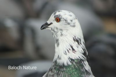 Pigeon
Kapodar
کپودر
کپودر یک زمانگے باز قدر و قیمت بوتگ - کہ کپودر پہ کاسد یا پیگام رسانی واستہ کارمرز کتگ - تنی وھدی کپودرے سے سد نسل است - مرچان کپودرے بالانی شرت بند انت -  کپودر انسان دوستیں بالی مُرگے گیشتر شہر او بازاراں لوگ او جاگہ کنت -  اے کپودرے ڈولداریں رنگاں چہ یکّے اشیا بلوچیا کمبرو کپودر گوشنت -۔۔
