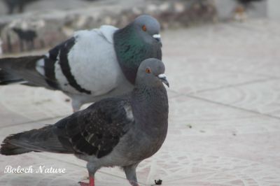 A pair of Pigeon 
جُتک ءِ کپودر
Jotk e Kapodar
کپودرءَ وھدے زمانگ ءَ جنگانی تہا قاسدی کتگ، ءُ مہرو دوستی ہم بازیں داستان است کہ کپودرءَ  کاسدے کردار کتگ انت۔ بلے بلوچانی شعرانی تہا ہم کپودر ءَ ربالو یا کاسد کن انت۔ یا کتگ انت، بلے مئے لہتیں شاعراں کپودرءَ باز ھرابیں دروشم پیش داشتگ۔ 
چوشکہ'' کپودرا بال کتگ بُرزا منی دل بارگ ءَ برتگ'' منی ھیال ءَ شاعر وت نزانت کہ من کپودر پہ چے کارمرز کتگ ۔
