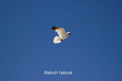 Pigeon is flying
کپودر بال انت
Kapodar bal ant
کپودر ءِ بال  ہم ٹوہیں ارزشت ءِ داریت ، شرتی کپودراں سباہ ءَ بال دیئنت نیمروچ  ءَ چہ بال انت، یک تانسریں بیل یا بال کنت ءُ دم ہم نہ بارت ،  وھدے زمانگاں کپودر پیغام دیم دیئگ ءِ واستہ کاسد ءِ کار گپتگ انت ۔ مرچاں ہم باز مردماں کپودرے دارگے شوق است ۔ کپودرے باز نسل است کہ یکّ چہ دومی نسل ءَ جتا انت ۔ 
کپودر ءَ بال کتگ بُرز ءَ 
منی  دل  بارگ ءَ برُتگ 
