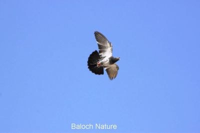 Pigeon is flying
کپودر بال انت
Kapodar bal ant
کپودر ءِ بال  ہم ٹوہیں ارزشت ءِ داریت ، شرتی کپودراں سباہ ءَ بال دیئنت نیمروچ  ءَ چہ بال انت، یک تانسریں بیل یا بال کنت ءُ دم ہم نہ بارت ،  وھدے زمانگاں کپودر پیغام دیم دیئگ ءِ واستہ کاسد ءِ کار گپتگ انت ۔ مرچاں ہم باز مردماں کپودرے دارگے شوق است ۔ کپودرے باز نسل است کہ یکّ چہ دومی نسل ءَ جتا انت ۔
کپودر ءَ بال کتگ بُرز ءَ 
منی  دل  بارگ ءَ برُتگ 
