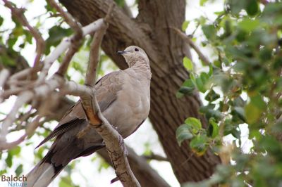 Dove
کپُوت
کپُوت بلوچستان ء جہمنندیں مُرگے نہ انت - بلے سالے شش ماہں کپوُت بلوچستان ء گوازینت - وھدے یُوروپ ء شرتگ کشّگا بُنگیج کنت ڈنّ و ڈگار برپین بنت گڈا ایدگہ مُرگانی وڈا کپوت سپر کنت او بلوستان 15 مارچ ء زائری کنت - اے درگت بلوچستانء گلّہے روُن بیت - کپوت وتی دو و سے ماہے سپرے ژندیا بلوچستانے مچکدگ،جنگل و پٹ و میداناں چہ کشّیت - بلوچستان گرماگے موسم کپوتے ہیک رینیے واستا باز دلجم انت - کپوت اگست ء واتر بیت 
اجب گیر کاینت ندارگ  گُلانی
کپوتانی کوُ کوُ کرام شانتلانی 
میجر مجید
