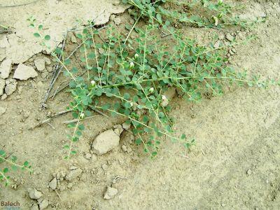  Capparis spinosa
Karago
کراگوُ
کراگو کسانیں درچکے بلے چُو ولّ ء وڈا زمین ء سرا پراہ روت - اے زمستان ء درگت ء ماں ڈگارواں اُو سرکگ ڈنّاں رُودیت - بلے تانسریں گرماگ ء سبزاچک بیت - اسپیتیں پُل ء پر کنت اُو کسانیں دانگ پر کنت اشیا دلوت نہ ورانت پرچا کہ زھریں تام کنت -

