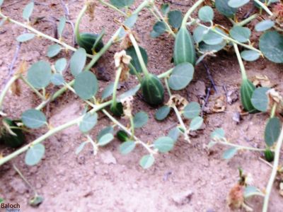 Capparis spinosa
Karago
کراگو 
 ادا دانگ انتُ
کراگو کسانیں درچکے بلے چُو ولّ ء وڈا زمین ء سرا پراہ روت - اے زمستان ء درگت ء ماں ڈگارواں اُو سرکگ ڈنّاں رُودیت - بلے تانسریں گرماگ ء سبزاچک بیت - اسپیتیں پُل ء پر کنت اُو کسانیں دانگ پر کنت اشیا دلوت نہ ورانت پرچا کہ زھریں تام کنت -

