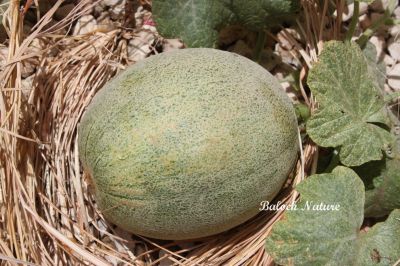 Melon
کرٹ
Karatt
اے کرٹ ءِ بزاں تنیگا نہ پش اتگ ءُ تیجگ نہ انت۔ ایشانی توک ءَ سُہر لانٹ باز تامدار انت۔ بلے ہمک کرٹ تام دار نہ بیت ۔ 
