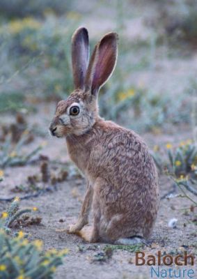 Rabbit
Kargoshk
 کرگوشک
اے کسانیں کاہ واریں ساہ دارے - بلوچستان ء کرگوشک کم انت پرچا کہ گیشتر شکار ء کن انت - کرگوشک باز ڈولداریں ساہدارے - شپاں گردیت او چریت بلے روچا گیشتر واب انت - 

