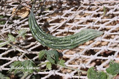 Bitter melon
کریلا
Karela
کریلا یک سبزی ءِ بلے بلوچستان ءِ سبزی نہ انت ۔ اے چو ولّ ءِ وڑا سرکپان بیت دو نمونگیں پُل پر کنت بزان نرین او مادگیں ۔ اے گرّناکین کسانیں لوش پر کنت۔ اشیے بر سک باز تہل بزاں زھر انت ۔ شکرے بیمار کریلا پہ شوک نارُوشت کن انت ۔ مرچاں کریلا جوس ہم نیادیاں دست کپیت ۔


