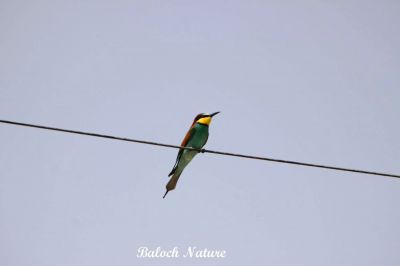 Green bee eater
کرکی
Karki
کرکی ءَ باز ھنداں نیلاں گوھرامُک گوش انت۔ کرکی بلوچستان ءِ وتی مُرک انت ۔ کشارانی ہمرنگیں بلے بُرزی نیمگا کمّ ءِ سُہری است۔ اے بالو پاتو کٹگ کرم شکار کنت۔ اے کسانیں بالی مُرگ ءِ بلے اشیے مستریں زات ءِ استیں کہ موسم ءِ سرا کئیت پدا واتر بیت۔

