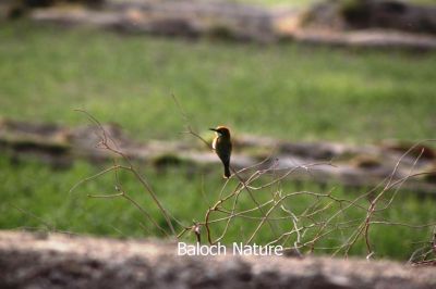 Green Bee eater
کرکی ءُ نیلاں گواھرامُک
Karki. Nillan gwahramok
کرکی ءَ باز ھنداں نیلاں گوھرامُک گوش انت۔ کرکی بلوچستان ءِ وتی مُرک انت ۔ کشارانی ہمرنگیں بلے بُرزی نیمگا کمّ ءِ سُہری است۔ اے بالو پاتو کٹگ کرم شکار کنت۔ اے کسانیں بالی مُرگ ءِ بلے اشیے مستریں زات ءِ استیں کہ موسم ءِ سرا کئیت پدا واتر بیت۔ 
