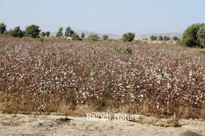 Cotton is ready
Karpas e Pasl
کرپاس ء پسل
کرپاس ءِ پد یا نشان پنچ ہزار سال پیش چہ مسیح بلوچستان ءِ ہند مِہرگڈھ دست کپتگ انت ۔ تو تنیگا ہمے زانگ بیت کہ کرپاس بلوچانی کوہنیں پسل انت ۔ کرپاس سے تاں شش میٹر کساسیں درچک ءِ ۔ کچکپدے وڈیں تاک پر کنت زردیں ڈولداریں پُلّ ءِ پر کنت دانگ کہ پُہتہ ءُ ھُشک بیت چرایا چہ نرم او نازُورکیں پژم ءِ پیمیں پُکّی پر کنت ، کہ چرایا چہ بندیک جوڑ کن انت ءُ چہ بندیک ءَ چہ گُود ءُ جرّ ءُ دگہ بازین ءِ جوڑ کن انت 
