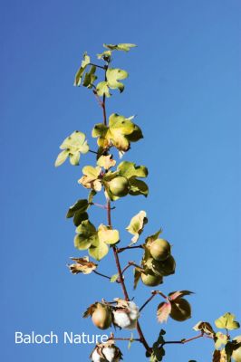 A Branch of Cotton
Karpas e Shah
کرپاس ء شاہ
کرپاس ءِ پد یا نشان پنچ ہزار سال پیش چہ مسیح بلوچستان ءِ ہند مِہرگڈھ دست کپتگ انت ۔ تو تنیگا ہمے زانگ بیت کہ کرپاس بلوچانی کوہنیں پسل انت ۔ کرپاس سے تاں شش میٹر کساسیں درچک ءِ ۔ کچکپدے وڈیں تاک پر کنت زردیں ڈولداریں پُلّ ءِ پر کنت دانگ کہ پُہتہ ءُ ھُشک بیت چرایا چہ نرم او نازُورکیں پژم ءِ پیمیں پُکّی پر کنت ، کہ چرایا چہ بندیک جوڑ کن انت ءُ چہ بندیک ءَ چہ گُود ءُ جرّ ءُ دگہ بازین ءِ جوڑ کن انت 
