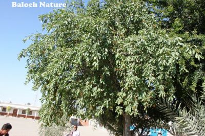 Ehretia obtusifolia
کسانیں لیوار
Kasanin Liwar
کسنانیں لیوار یک ٹوہیں درچک ءِ بلکن بزیں ساھگ ءِ ۔ اے کسانیں سُہریں دانگ پر کنت۔ اشیے دانگ وش انت بلے باز تامدار نہ انت ، اشیا گیشتر کسانیں چُک ورنت۔
