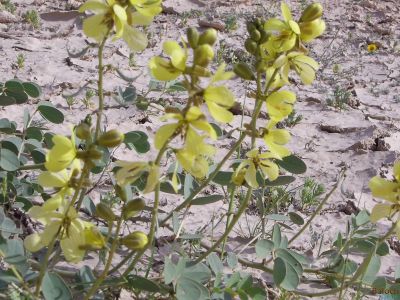 Senna italica
Kaspind 
کسپنڈ
کسپنڈ یک کسانیں بوٹگ ء گرماگی روچاں سر سبز شاداب بیت - ادا کسپنڈ پُل انت - کسپنڈے پُل زرد انت او ڈولدار انت - چونایا کسپنڈ ء پہ درمان کار مرز کن انت

