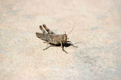 Grasshopper
Gorri Madag
گُرّی مدگ
گُرّی مدگ ہم یک کٹگ ء اے گیشترا میدان او کشارانی تہا دست کپیت - گُرّی مدگ ء جنگ او کُشک بلوچ شر نہ لیک انت - پرچا اے بی ھیریں او بے تاکیں کٹگ انت - اے مردما گندات بلے بال نہ کنت - اشیا مالوم بیت کہ اے ایوکیں کٹگ انت کہ انسان دوست انت - چمیشکا بلوچ گُرّی مدگ ء نہ جن انت او گار و گور نہ کن انت - او وتی چُکّاں مکن کن انت -۔
