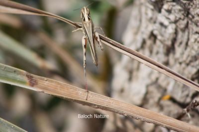 Grasshopper 
Zranko
زرانکو
زرانکو کسانیں کٹگ - بلے باز مہنتی کٹگ ء کہ مدام ھرکت کنت یک جاہ نہ نند ات بلکین تچیت او مڑوکین کٹگ ات - اشیے ہمے ھرکتاں چہ کہ مدام اشیے زرانک بزاں پادلکاں کار بندی ایت چمیشکا  زرانکو نام کپتگ -۔ 

