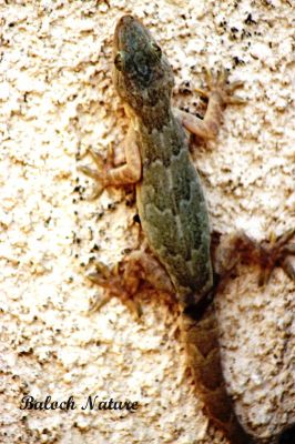 Gecko
کِٹٹار
Kittar
کِٹار کسانیں ساہدارے کہ گیشتر ماں لوگانی دیوالاں وتی لوگ زانت۔ بلے کوہاں ہم است انت کہ کوہانی دیم ءُ کنڈورانی چیرا زندگی ءَ گوازین ات ۔ اے بالو کٹگ کاسلو کرم ہمے وڑیں لولوک وارت۔ 
