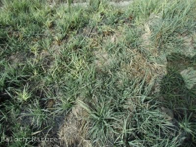 Desmostachya bipinnata
کِک
Kik
کک بلوچستان ءِ گرم ءُ سردیں ھند ءُ دمگاں رودیت ۔ ھرجاہ کہ ترا کک ڈک دنت تو دل ءَ جزم بو کہ آپ تئی کش ءُ گواراں موجود انت ، باز بلوچاں گوشتگ کہ کک آپ ءِ نشانی انت ، اے یک وترودیں کاہ ءِ کہ گیشتر ماں شہجواں ، بنداں جنگلاں کوہ ءُ ڈرّاں رودیت ، کک کہ آ جاہ ءَ رودیت ، چہ دراھگا ساری تسک انت کہ چہ زمیں درکیت ، اگاں لگت بہ بیت ، گڈاں پادے پُترگا ہچ چک ءُ پد نہ بیت ، کک اُنڈال باز جہل روانت ، اے کاہ سال ءِ دوازدہیں ماہاں وتارا داتیت ۔ کک الکپاپیں ھوش ءِ پر کنت کہ باز ڈولدار انت ۔
