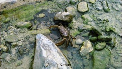 Crab 
کککولی
Kikkoli
