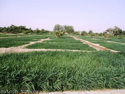 Balochistan cultivated land
گلزمین ءِ کشار
Golzamin e kishar
بلوچ گلزمین پہ کشار ءَ دل ءَ حساب انت ۔ بلوچستان ءِ زمین ءِ پیمیں زمین باز کم مُلکاں است انت ۔ چیا کہ بلوچستان زمین چہ گرمیں دریا ءَ بندات بیت کہ ادا گرمی کساس چل ءُ ہشت ءَ سر بیت ۔ چہ کوہ مُردار ءَ کٹ ات کہ اودا سردی بیست پنچ جہل ءِ صفر انت ، تو ہمے زانگ بیت کہ دگنیاہ ءَ ھر وڑیں دھل بہ بیت کہ میوہ سبزی بلوچستان ہمک وھدااں کشت کنے ۔ اگاں مارا چماٹہ کشگی انت۔ جنوری تا اپریل ءَ مکران ءَ ، مارچ تا جون ءَ جھلاوان ءَ اپریل تا دسمبر قلات ءُ سراوان چماٹہ پاگ دنت، اے وڑیں سر ڈگار دگنیاہا باز کم انت ۔ 

