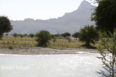 A view of Mahdi mount
مہدی ءِ کوہ
Mahdi e koh
مہدی ءِ کوہ وھدیکہ زاھر بیت گڈاں ہمے بزان کہ نوں گوادر نزیک انت۔ اے ڈگار کہ تنگا کڈب ءِ است انت ءُ ھور ءَ اے ڈگار پدا چہ آپ ءَ پُر کتگ، تنیگا ڈگارے کابیل انگتہ آپ ءَ چہ پُر انت۔ 

