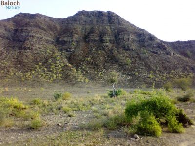 Mountain scene
کوہ ء ندارگ
بلوچستانے کوہانی ندارگ باز جوان انت - بلے  بہار ے درگتا کوہانی ندارگ گیشتر ڈولدار بیت 
