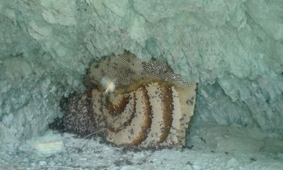 Honey on mount
بینگ
Binag
اے بینگ بلوچستان ء  کوھانیگ انت ۔ 
