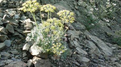 Dill. Anethum graveolens
گواتگ
Gwatag
گواتگ یک بزارے بزاں مسالہ کارمرز بیت - کسانیں بوٹگے کہ بہارَ درگتا رویت - اشیے ڈیل و ڈول چو رز او زیرّگے وڈا انت - زردیں پُل جنت - کسانیں دانگ پر کنت - کہ دانگاں چوپنت و دوگیں شیراں مان کن انت - کہ وشیں او سارتیں بوہ کنت او شیراں تامدار کنت -۔ ادا گواتگ دان انت ۔

