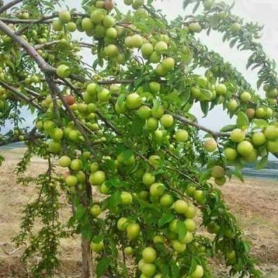 Wild  Apple

کوہی سرُوپُک
Kohi Sropok
کوہی سروپُک سروپ ءِ کستریں زات انت ۔ کہ بلوچستاں سردیں ہند و دمگاں بزاں کوہستگاں پیداک بیت۔ اے باز وش انت

