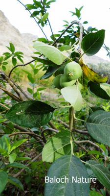 Wild Apple
کوہی سرُوپُک
Kohi Sropok
کوہی سروپُک سروپ ءِ کستریں زات انت ۔ کہ بلوچستاں سردیں ہند و دمگاں بزاں کوہستگاں پیداک بیت۔ اے باز وش انت 

