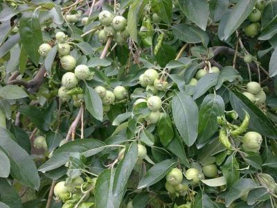 Wild Apple
کوہی سرُوپُک
Kohi Sropok
کوہی سروپُک سروپ ءِ کستریں زات انت ۔ کہ بلوچستاں سردیں ہند و دمگاں بزاں کوہستگاں پیداک بیت۔ اے باز وش انت 
