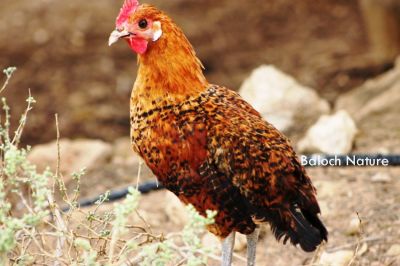Male Chicken 
کروسُک
Koros
اے کروس کککڑ ءِ یک زات انت کہ مئے کککڑاں چہ کم ءِ جون ءَ چہ کستر انت، مرچاں اے ہم بلوچستان ءَ است انت۔ 
