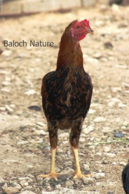 Cock
Korous
کروس
بلوچستان ء ککوڑ چہ زمانگ ء دارانت ککّوڑ لوگ ء دپ ء ناروشت بوتگ کہ کدی مہمان کہ اتکگ گڈا ککوڑ مہمانی کتگ - کروس ککوڑے نریں انت - بلوچاں وھدے زمانگ ء کروس ء میڈ بوتگ او مرچی ہم است انت - باز مردم چہ شوق ء شرّیں زات ء کروس دارنت - ۔
