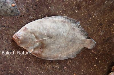 Common Sole
Kokkod
ککّوڈ
کککود یک کسانیں ماھیگ ءِ کہ پتن بیت ءُ گیشتر ریکانی سرا وپس  ات ۔ اے باز تام داریں ماھیگ ءِ ۔ اے ماھیگ گیشر تلگیں ھنداں بنت ۔
