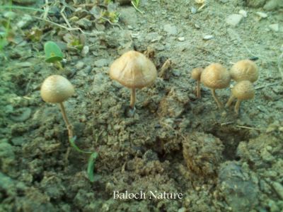 mushroom
کلاھُک
Kolahok
کلاھوک کٹینگ ءِ زات ءِ بلے اے باز کسان انت ۔ ایشیا نہ ورنت پرچا کہ اے کم ءِ زھر تام انت ۔ 
