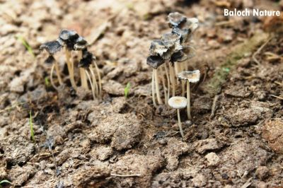 Mushroom
کولاھوک
Kolahok
کُلاھوک کٹینگ ءِ نازُرک تریں زات انت ۔ اے گیشتر شپ ءَ رودیت ءُ روچ وھدے شیر گرم بیت اے مریت ءُ ھلاس بیت ۔ 

