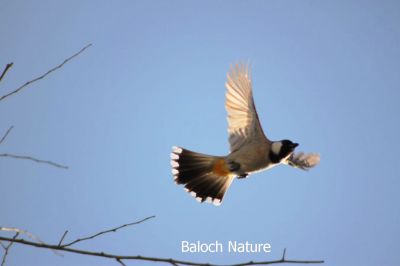 White-eared bulbul 
کُلی
Koli
کُلی بزاں بُلبُل کسانیں بالی مُرگ ء کہ بلوچستان ء درچک دارانی، کشارانی، باگ و پُلّانی، اوبہارانی زینت انت - کُلی وتی ہمراہ ء جدائی یا باز دلسوزیں پریاد کنت - بلے بہار او پلانی توکا آشقی الہان کنت کہ کہ ھمک عاشق ء وتی نیمگا دلگوش گور کنائین ات
