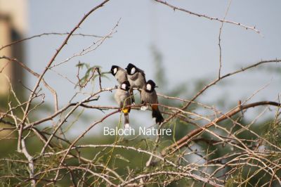 White-cheeked  Bulbul
کولی
Koli
کُلی بزاں بُلبُل کسانیں بالی مُرگ ء کہ بلوچستان ء درچک دارانی، کشارانی، باگ و پُلّانی، اوبہارانی زینت انت - کُلی وتی ہمراہ ء جدائی یا باز دلسوزیں پریاد کنت - بلے بہار او پلانی توکا آشقی الہان کنت کہ کہ ھمک عاشق ء وتی نیمگا دلگوش گور کنائین ات - ۔


