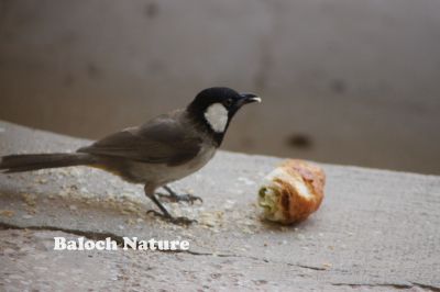 White-ear Bulbul
کُلی
Kolli
کُلی بزاں بُلبُل کسانیں بالی مُرگ ء کہ بلوچستان ء درچک دارانی، کشارانی، باگ و پُلّانی، اوبہارانی زینت انت - کُلی وتی ہمراہ ء جدائی یا باز دلسوزیں پریاد کنت - بلے بہار او پلانی توکا آشقی الہان کنت کہ کہ ھمک عاشق ء وتی نیمگا دلگوش گور کنائین ات - ۔

